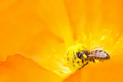 A close-up of lone honey bee inside a yellow flower, searching tirelessly for a new source of pollen for the colony